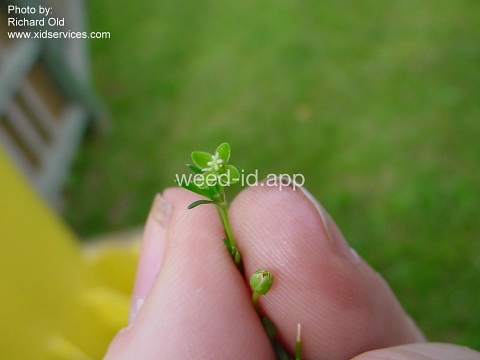 pearlwort, birdseye